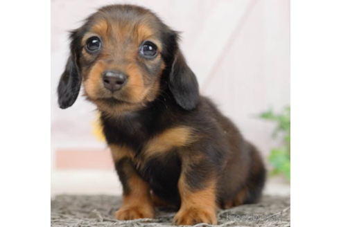 成約済の千葉県のミニチュアダックスフンド(ロングヘアード)-227647の1枚目